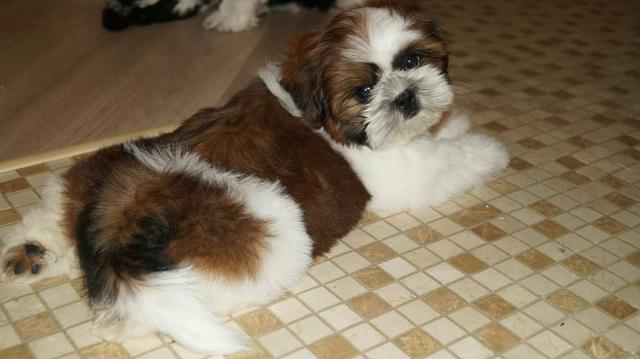 Shih tzu canil ps