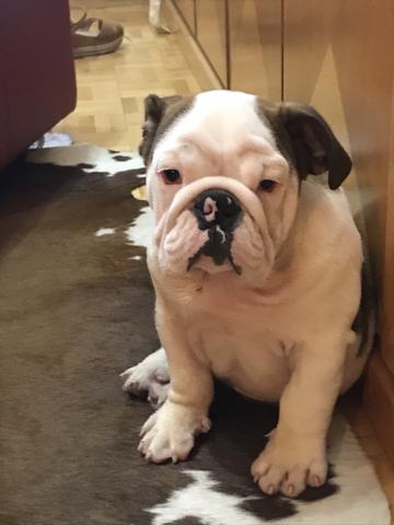 Bulldog Ingles Cachorros Res Marcia São José Do Rio Preto