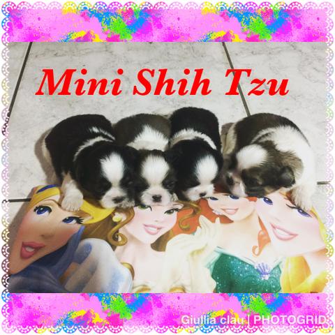 Mini filhotinhos de shih tzu