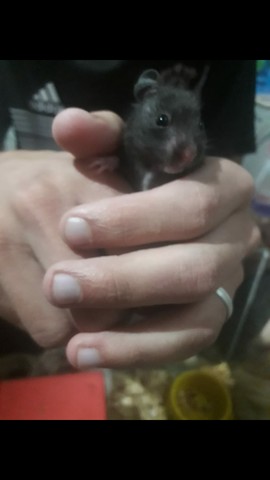  Hamster sírios fofinhos