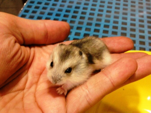 Hamster anão - Filhotes bem pequenos