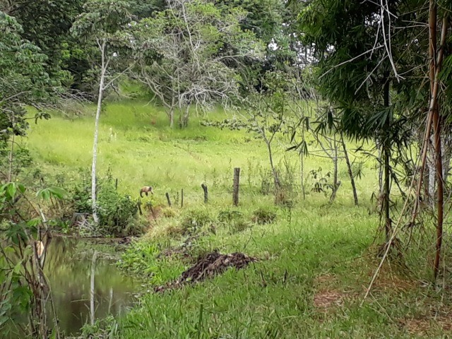 50 hectares a 25 Km de Campo Grande - Foto 4