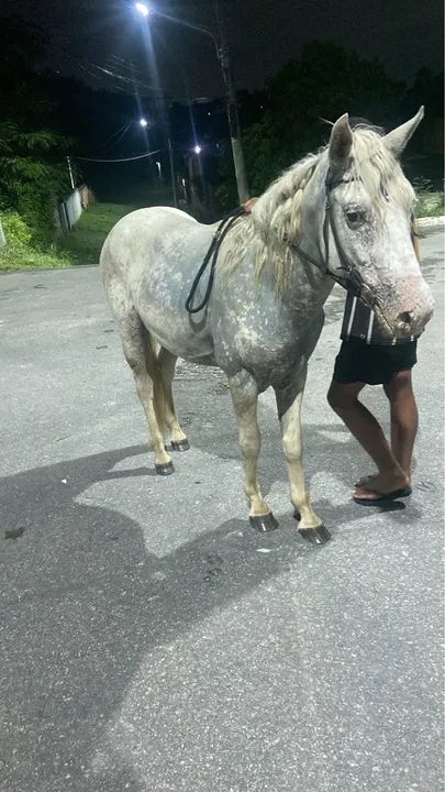 Cavalo branco para venda - Foto 2