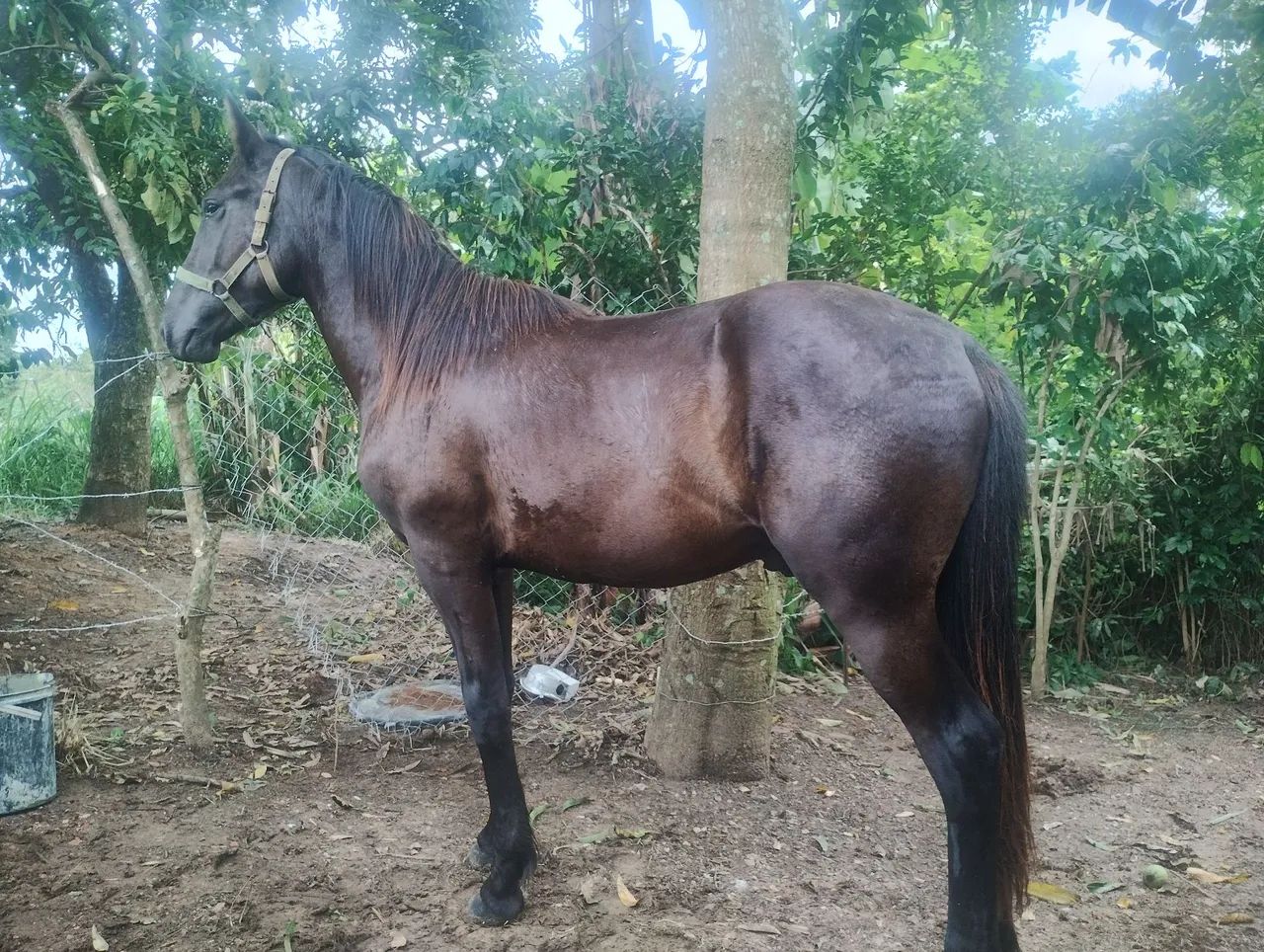 Potro quarta de milho 1.6 meses R$ 2.000