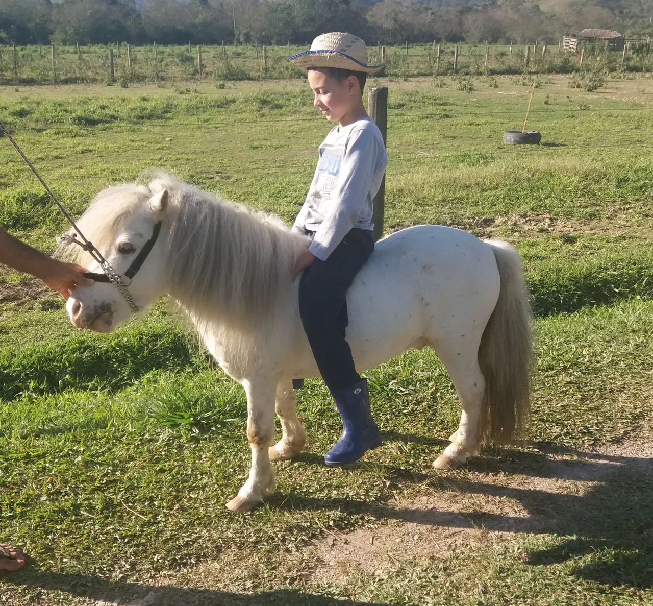 Pônei Mini Horse Garanhão  - Foto 2