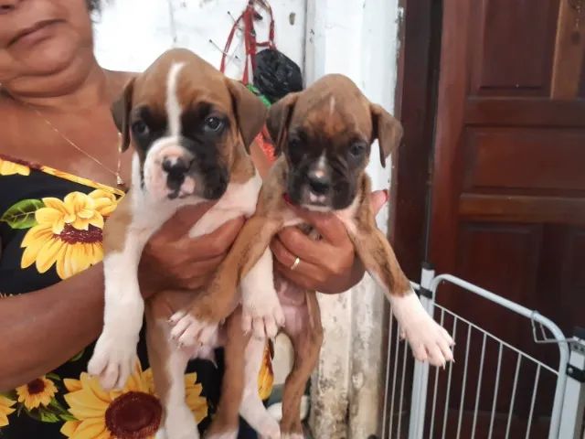 Lindos filhotes de Boxer