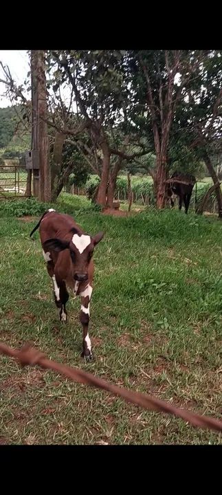 GADO LEITEIRO - Foto 3