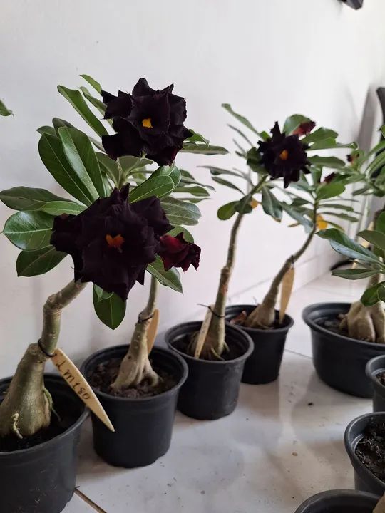 Rosa do deserto enxerto LM180 - Foto 3