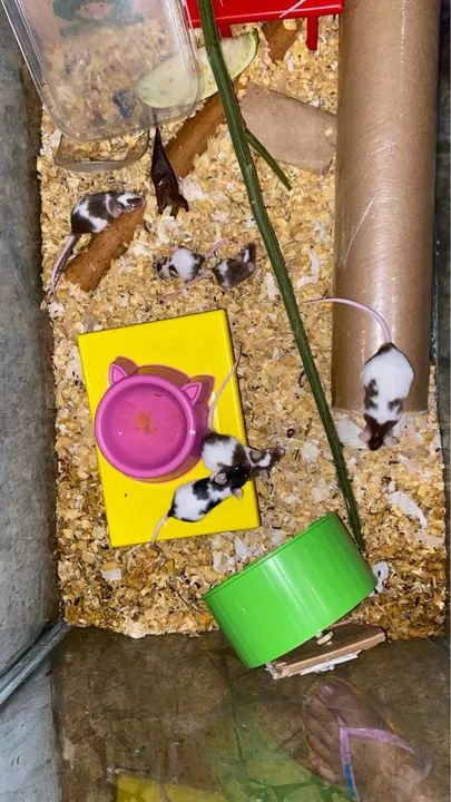 Camundongos e ratos - Foto 3