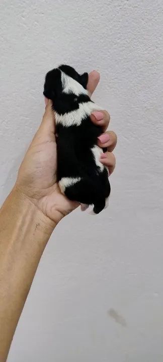 Lindos Shih Tzus para reserva com pedigree  - Foto 3