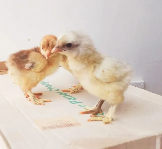 Pintinhos Brahma raça pura  - Foto 3
