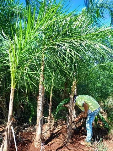 mudas da gueiroba ou guariroba adultas  para paisagismo 3 metros  - Foto 4