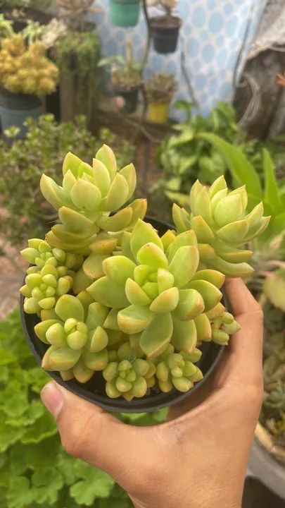 Suculenta Graptopetalum paraguayense - 1 Muda - Foto 5