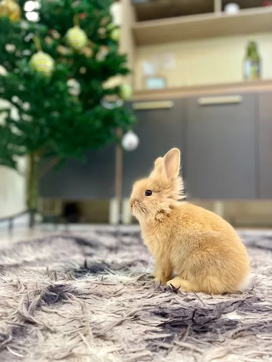 Coelhinho fofinho para adoção - Foto 3