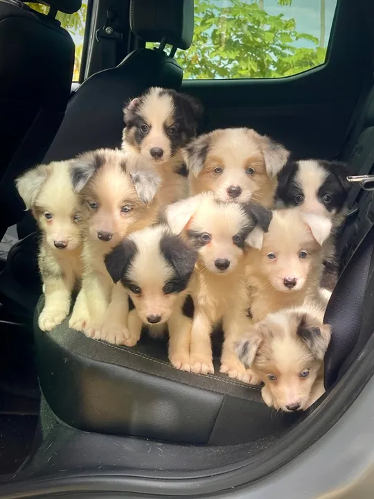 Natal com bbs lindos Border Collie