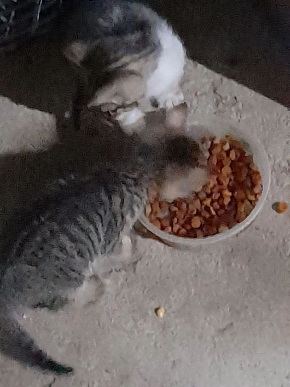 Gatinho cinza e branco para adoção - Foto 3