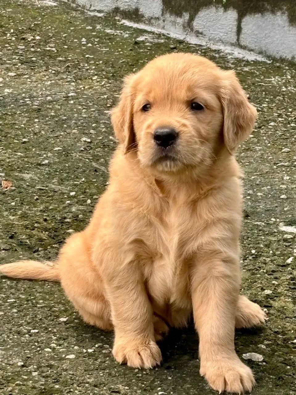 Filhotes Golden Retriever com pedigree - Foto 3