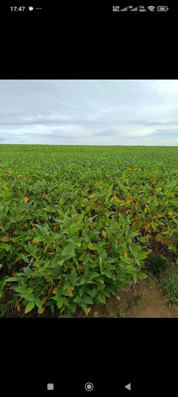 Fazenda de arrendamento 2.340 hec plantando  
