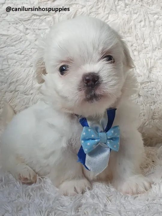 maltes garanta hoje o seu baby face entrega já ! - Foto 5