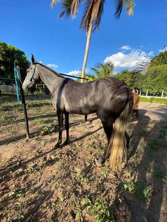 Égua de picado, neta do monza da riocon 3 anos e meio - Foto 5