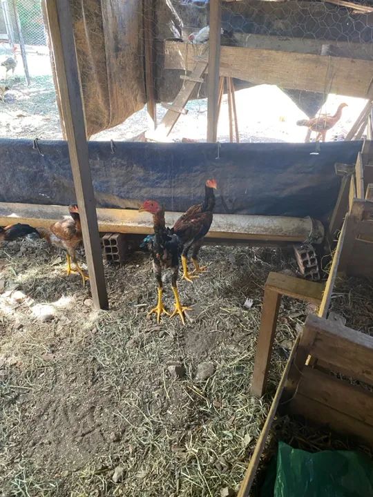 Frango galo  - Foto 3