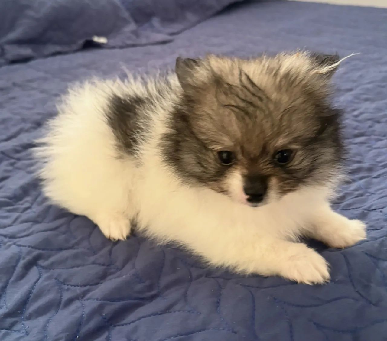 Lulu da Pomerânia fêmea filhote Cachorros Colina de