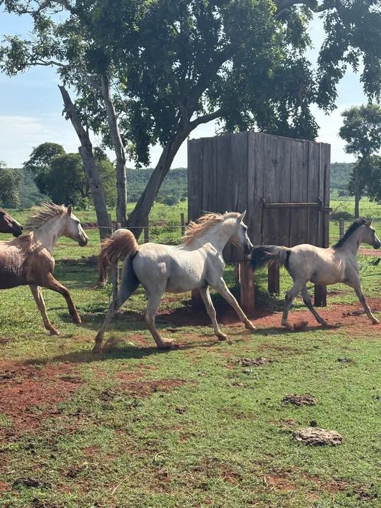 Potro e cavalo - Foto 2