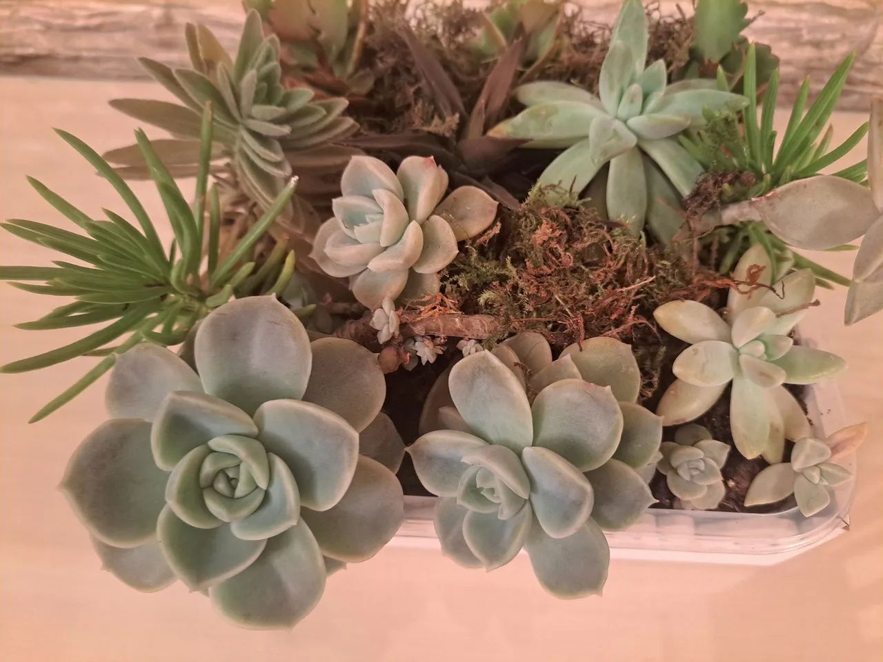 Arranjo de Suculentas em Vaso Decorativo - Foto 3