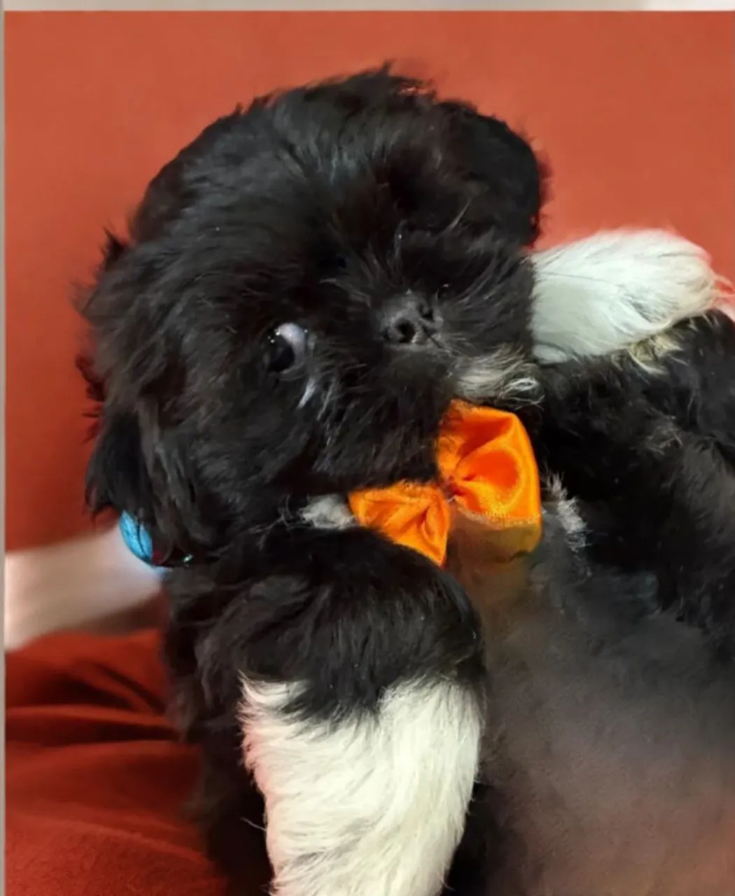 Filhote Shih Tzu Macho Black and White