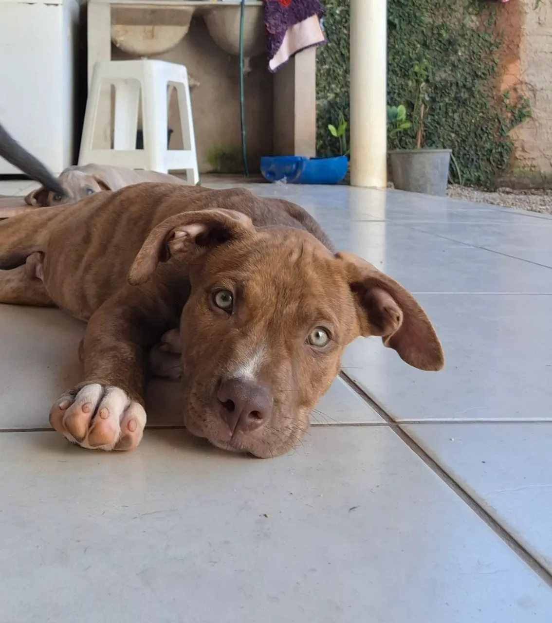 Filhote Pitbull - Fofo e Carinhoso