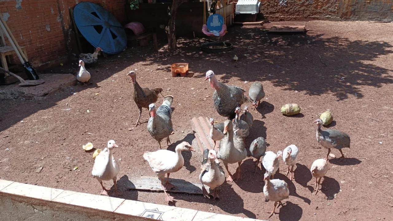 Vendo gansos e patos ,