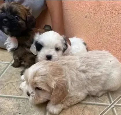 Ilasa apso com poodle caminha brinde zap (85)99990.2592