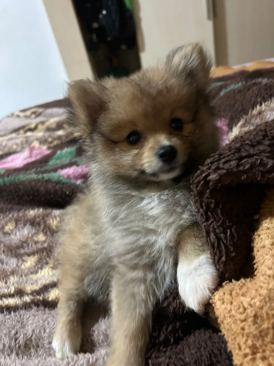 Vendo lindo filhote de spitz alemão macho
