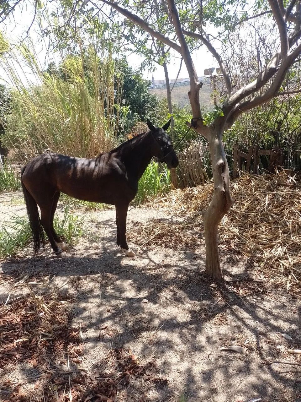 Égua comum sem papel  - Foto 4