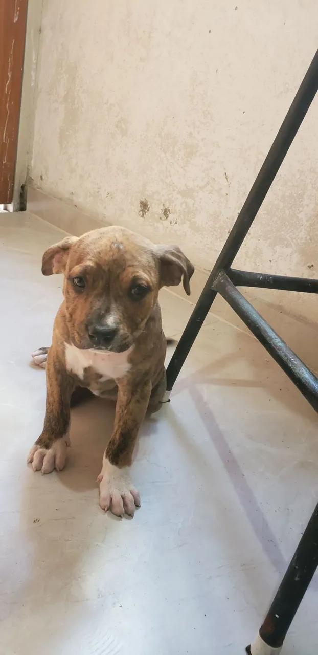 Filhote de Pitbull disponível para adoção