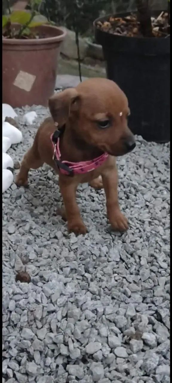 Filhote de Pinscher