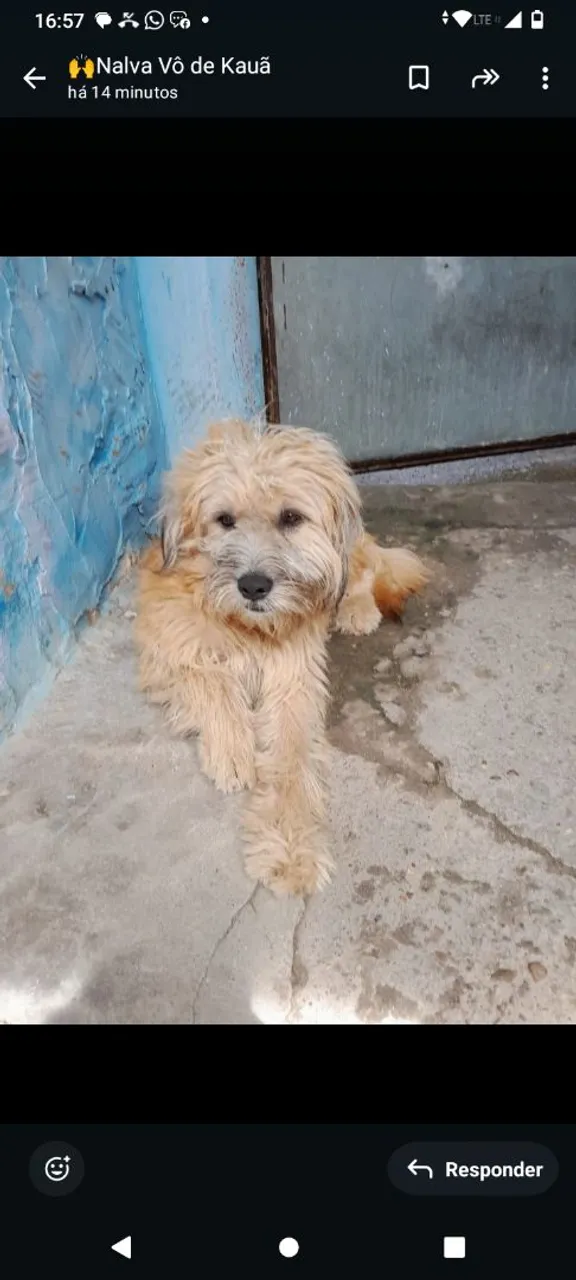 Cachorro pra doação 