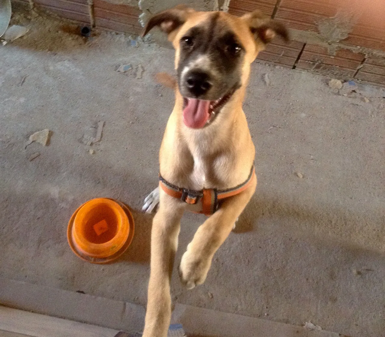 Filhote de cachorro adorável para adoção