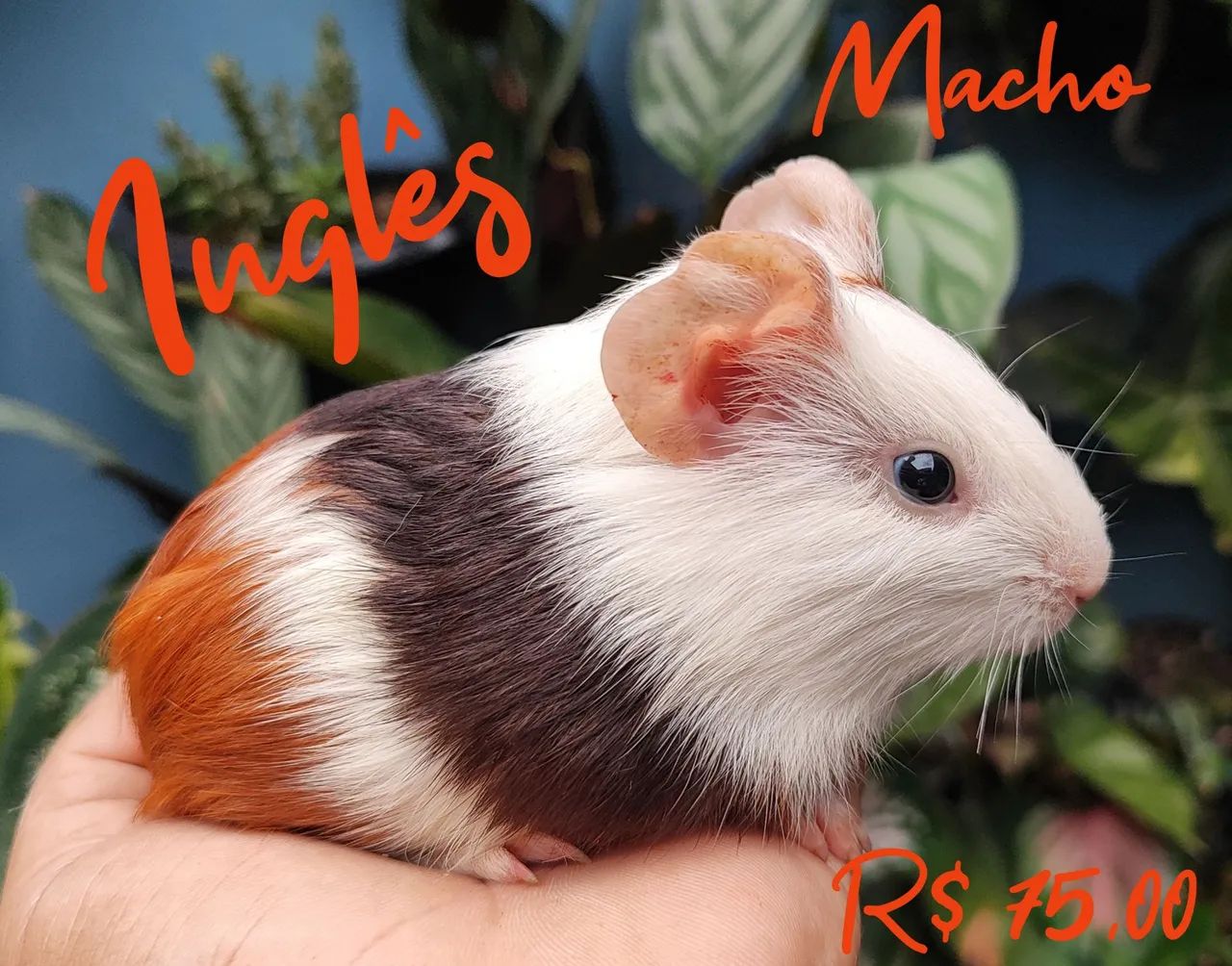 Porquinho da Índia 64606829192833124