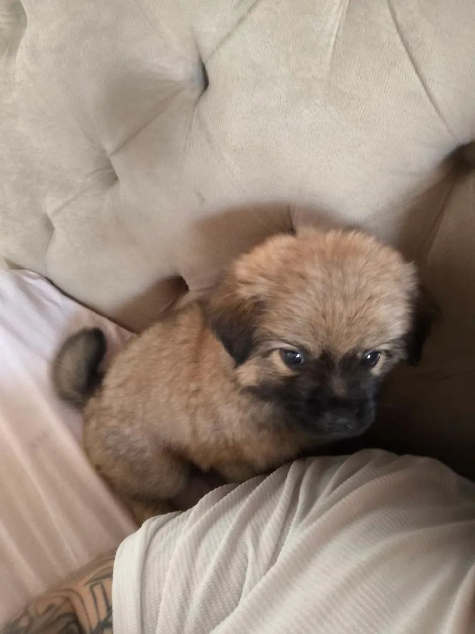 Doação de filhote - Foto 4