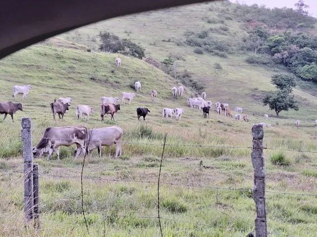 Vendo 65 vacas novas  nelore/ tabapuan ótima genética para criar bezerros média de 14,5@ - Foto 6