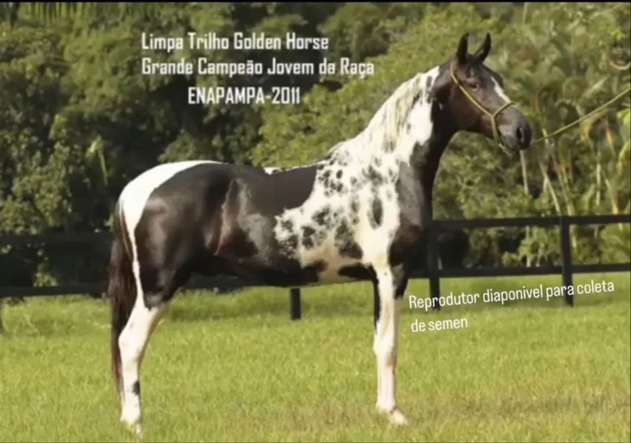 Cobertura garanhões mangalarga marchador 