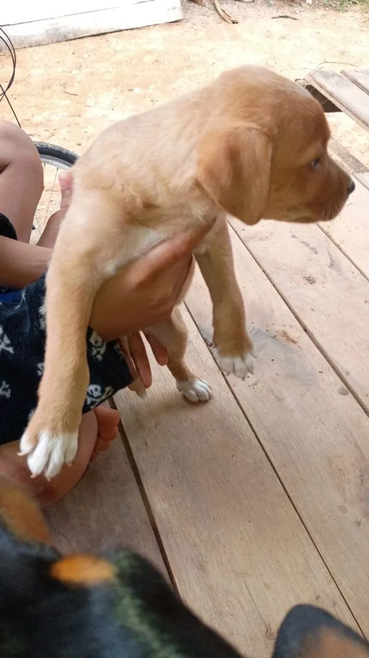 Filhote de cachorro Chow chow adorável * só chama quem. Realmente tem interesse