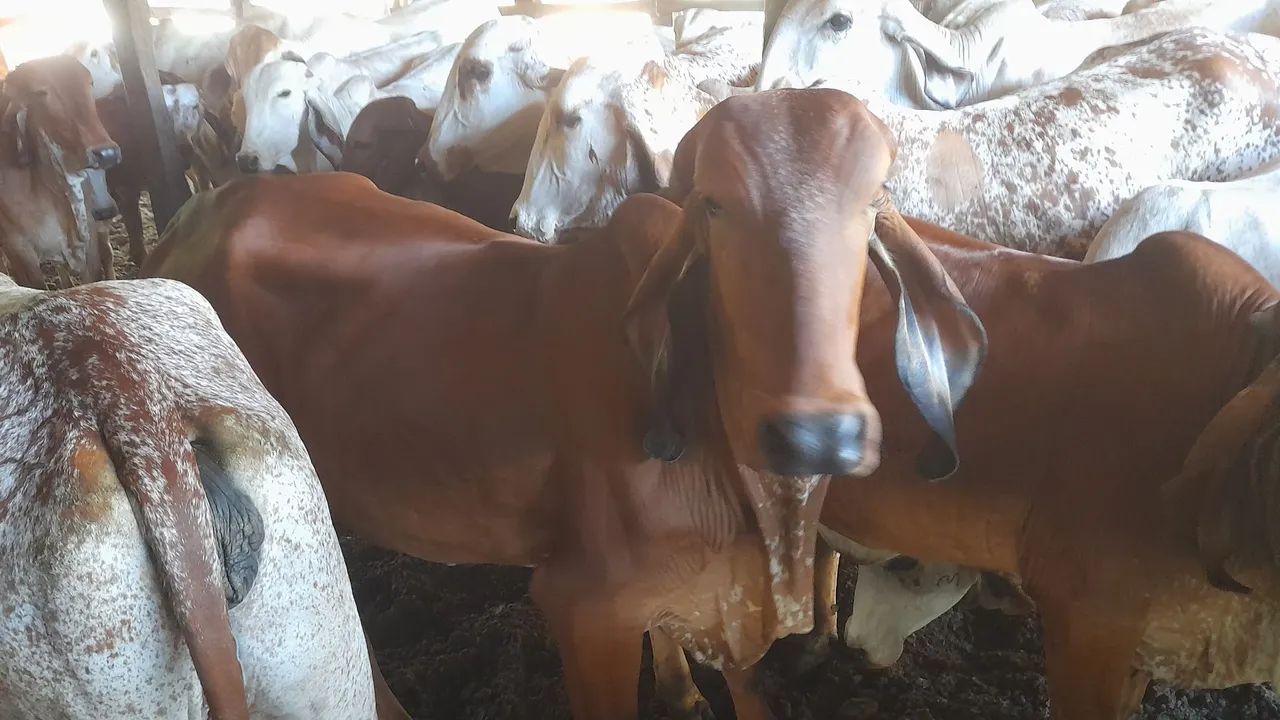 Novilhas gir leiteiro 