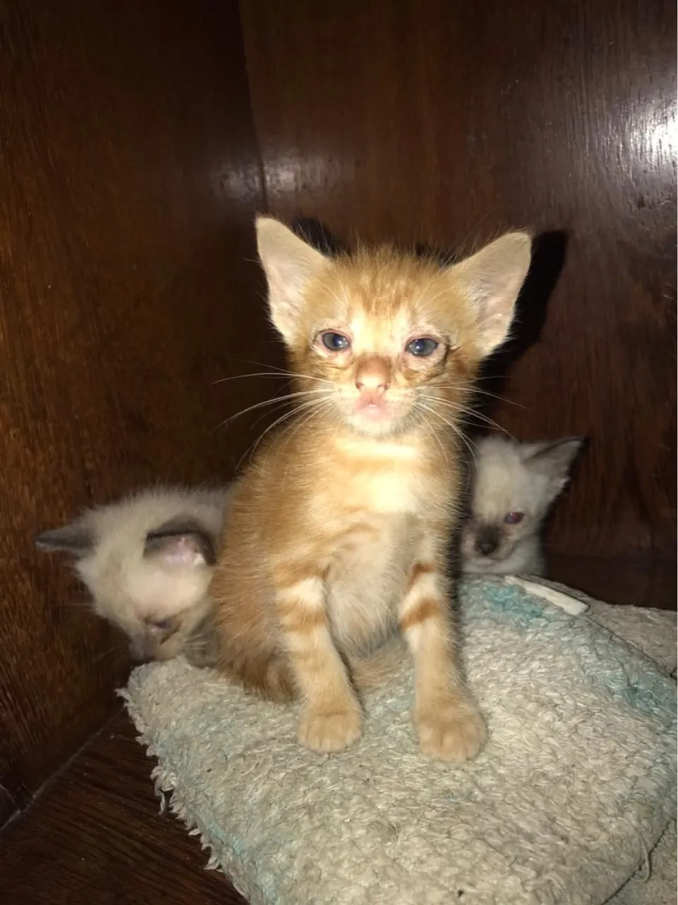 filhotes de gato para adoção