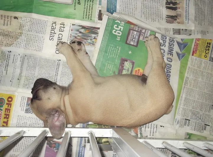 Cachorros de raça pug e buldogue francês com pedigree  - Foto 2