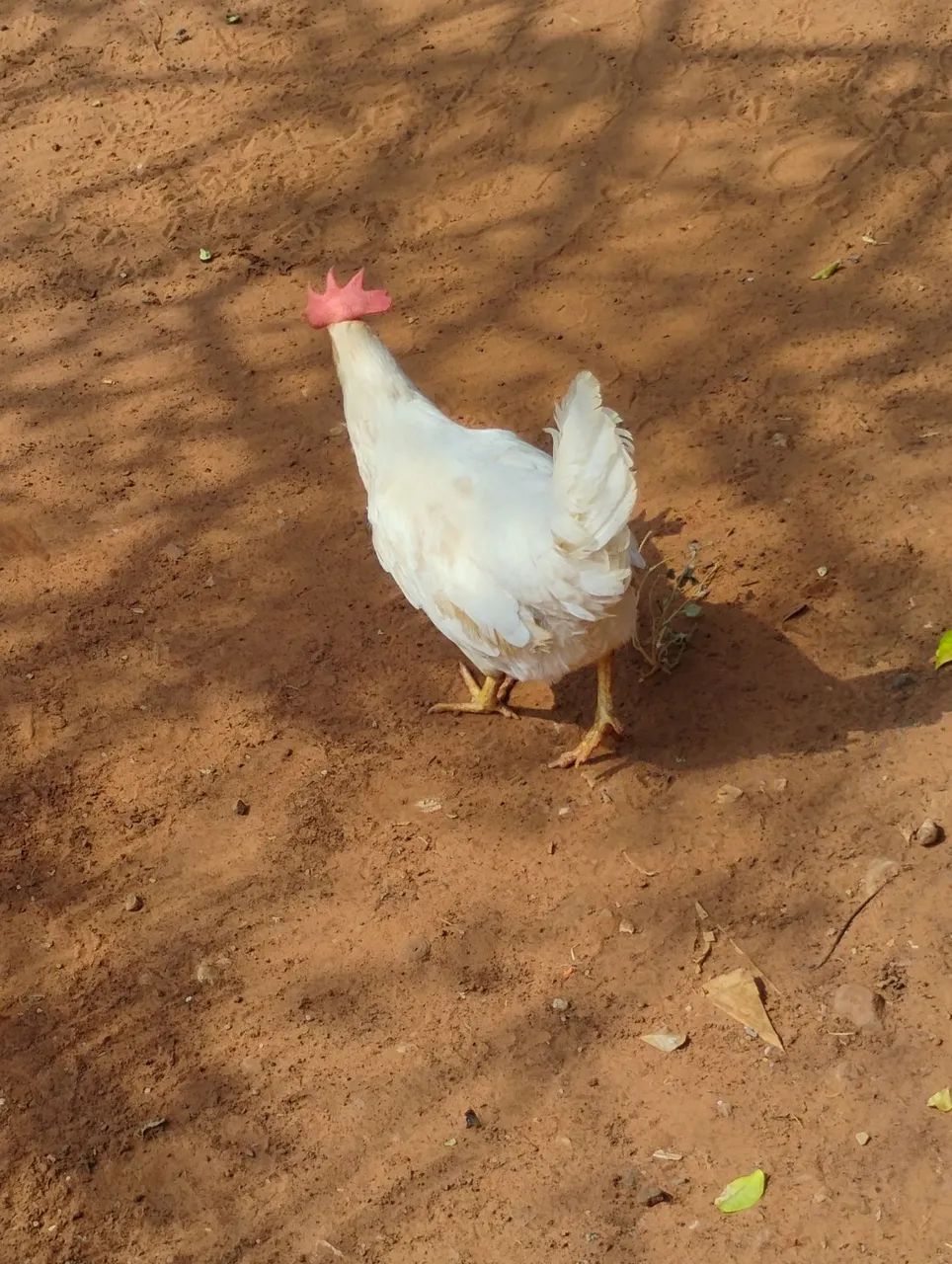 Vendo poedeiras de ovos azuis 