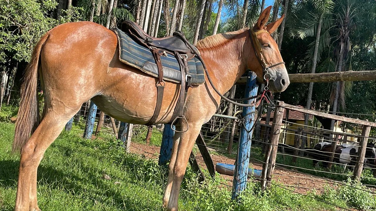 Mula de patrão  - Foto 3