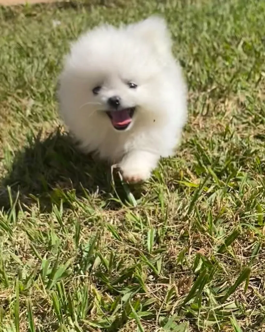 Filhote de Spitz Alemão Branco