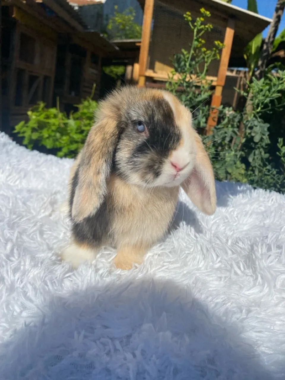Mini Lop Uruguaio coelho - Foto 2